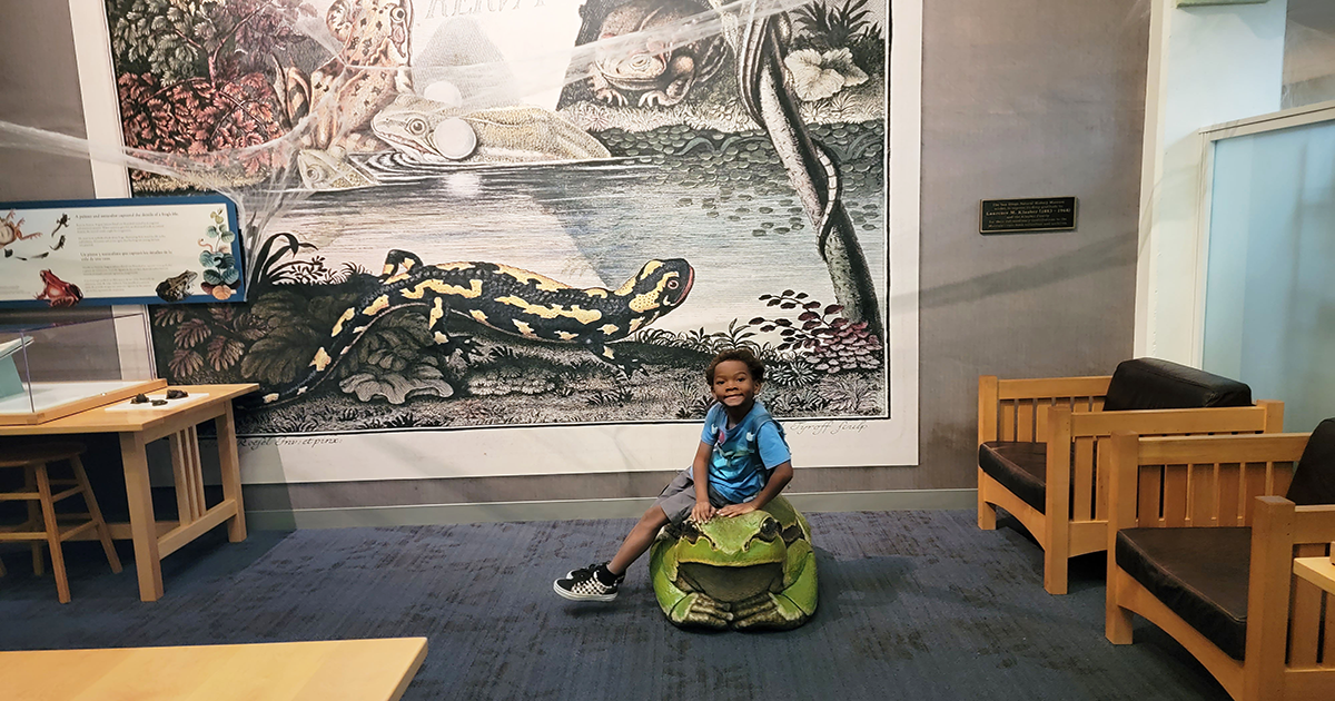 CA Balboa Park Natural History Museum Jj Sitting Frog 